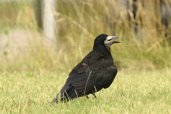 Rook (Corvus frugilegus) juvenile, Lower Saxony, Germany
