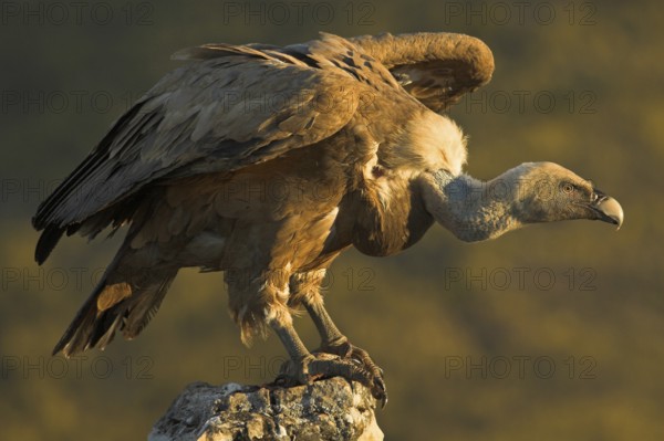 Griffon Vulture (Gyps fulvus), Castile-La Mancha, Spain