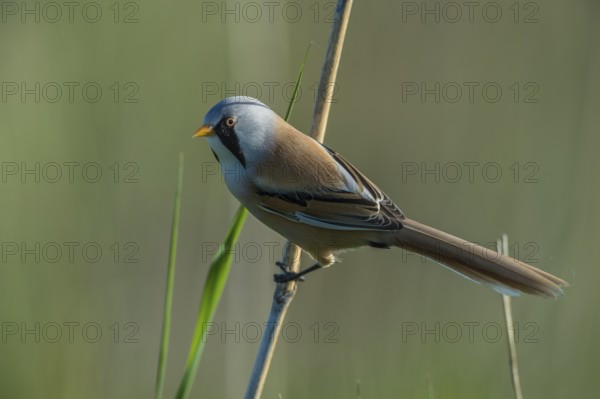 Bearded Reedling (Panurus biarmicus) male, Schleswig-Holstein, Germany