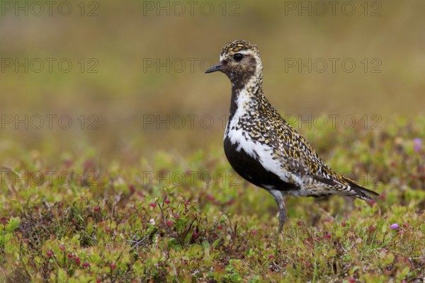 European Golden Plover (Pluvialis apricaria), Sweden