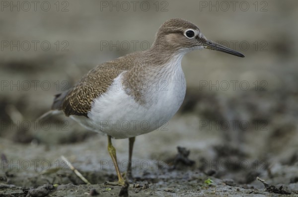 Common Sandpiper (Actitis hypoleucos), Schleswig-Holstein, Germany