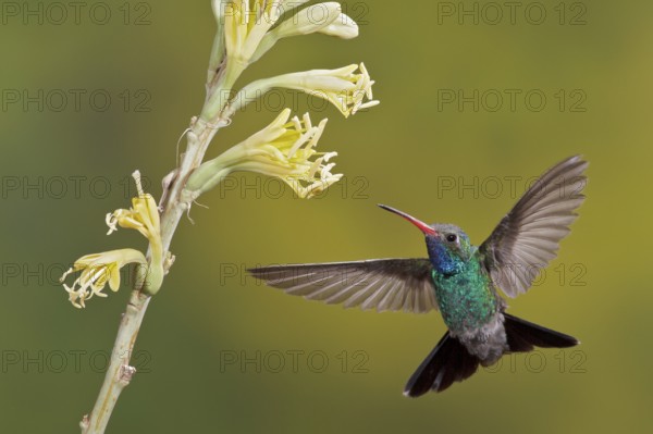 Broad-billed Hummingbird (Cynanthus latirostris) flying while feeding at a flower in southern Arizona, USA