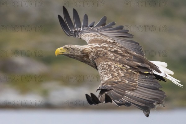 White-tailed Eagle (Haliaeetus albicilla) hunting, Norway