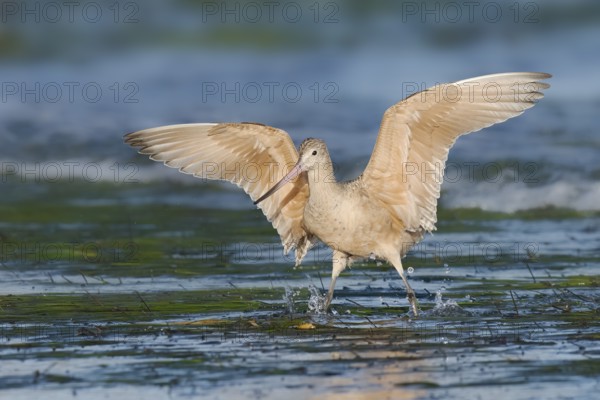 Marbled Godwit (Limosa fedoa), California, USA