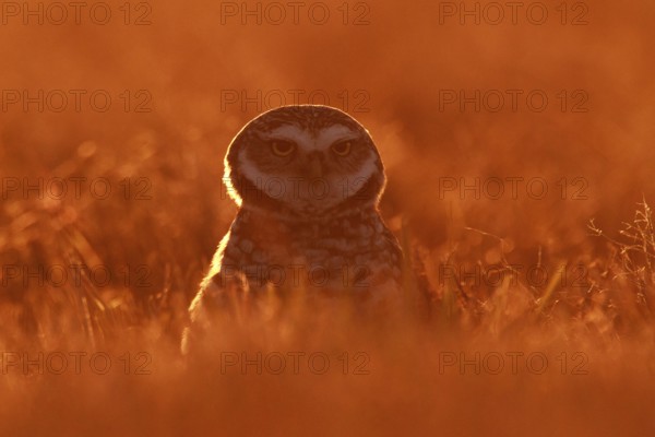 Burrowing Owl (Athene cunicularia), Florida, USA