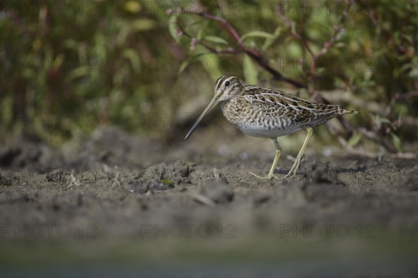 Common Snipe (Gallinago gallinago), Thuringia, Germany