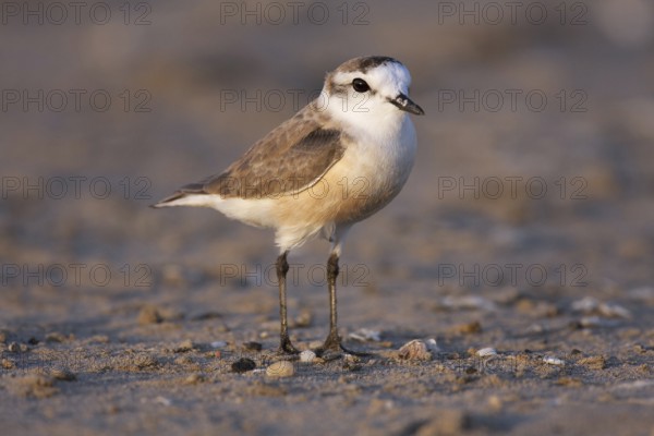 White-fronted Plover (Charadrius marginatus), Namibia