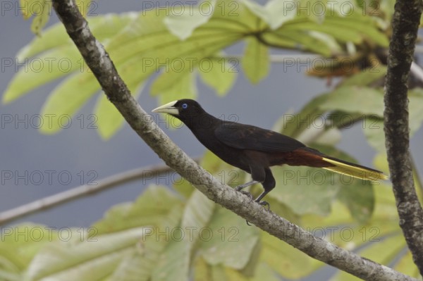 Crested Oropendola (Psarocolius decumanus), Ecuador