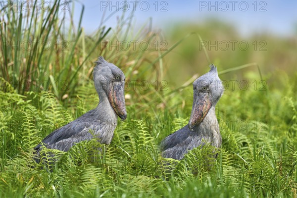 Two Shoebill, Balaeniceps rex, hidden in green vegetation. Portrait of big beaked bird, Mabamba swamp. Birdwatching in Africa. Pair mystic bird in green vegetation habitat, wildlife. Uganda wildlife