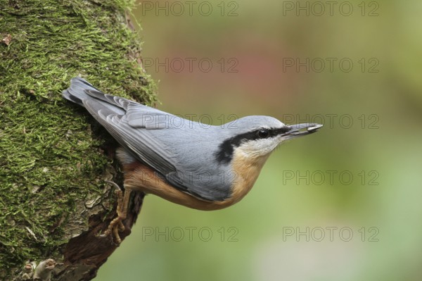 Eurasian Nuthatch (Sitta europaea), Lower Saxony, Germany