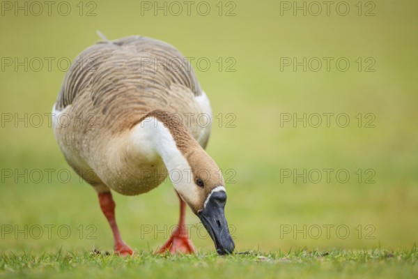 Schwanengans, Anser cygnoides Swan Goose, Anser cygnoides