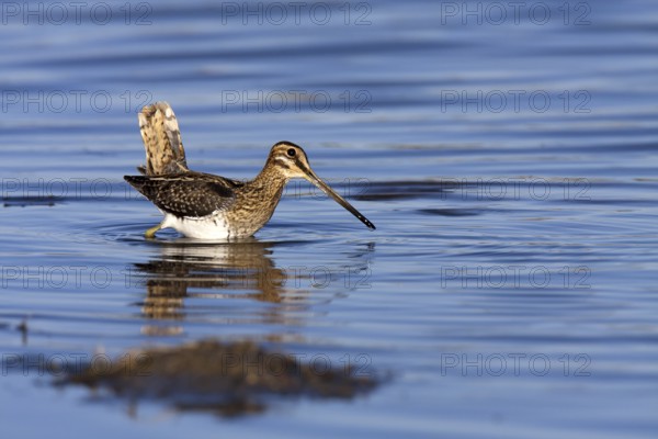 Common Snipe (Gallinago gallinago), Castile-La Mancha, Spain