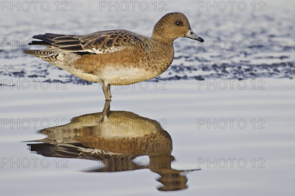 Eurasian Wigeon (Mareca penelope) female, Utrecht, Netherlands