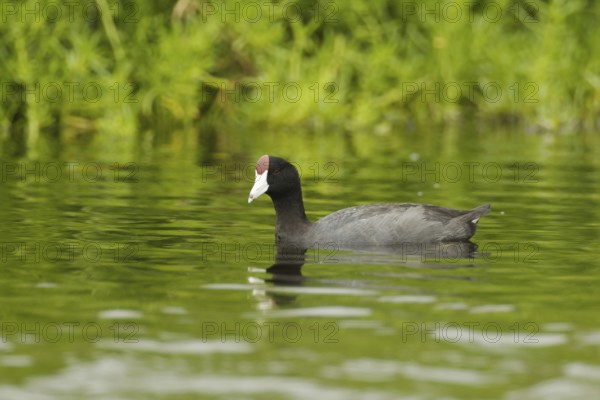 Hawaiian Coot (Fulica alai), Idaho, USA