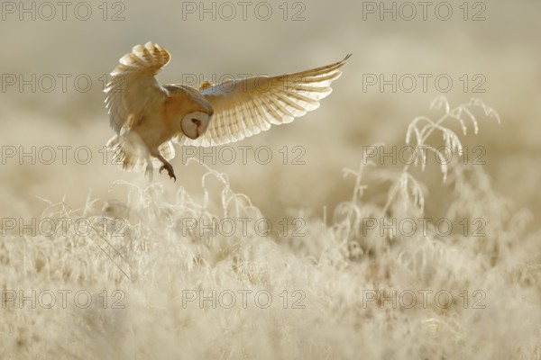 Owl fly with open wings. Barn Owl, Tyto alba, flying above rime white grass in the morning. Wildlife bird scene from nature. Cold morning sunrise, animal in the habitat
