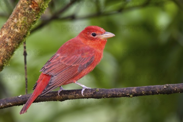 Summer Tanager Piranga rubra San Jose, COSTA RICA 7 November Adult Male Thraupidae