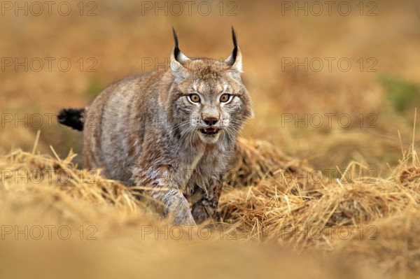 Lynx in green forest. Wildlife scene from nature. Walking Eurasian lynx, animal behaviour in habitat. Wild cat from Germany. Wild Bobcat between the trees. Hunting carnivore in autumn grass