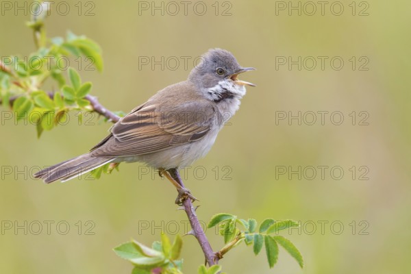 Common Whitethroat (Sylvia communis) male singing, perched on a twig, Poland
