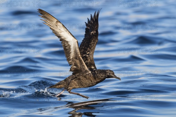Sooty Shearwater (Ardenna grisea) flying, Eilat, Israel