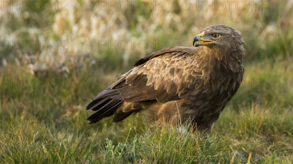 Lesser Spotted Eagle (Clanga pomarina), Mecklenburg-Western Pomerania, Germany