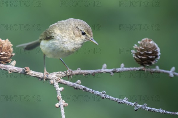 Common Chiffchaff (Phylloscopus collybita) perched on a branch, Lower Saxony, Germany