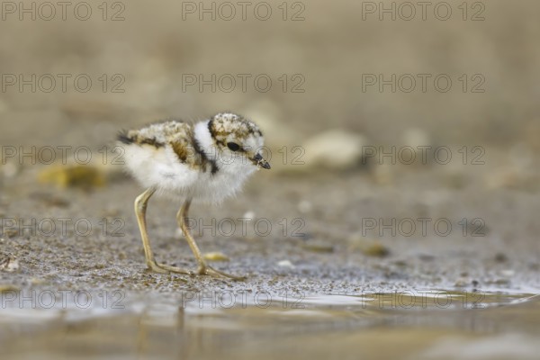 Little Ringed Plover (Charadrius dubius) chick, North Rhine-Westphalia, Germany