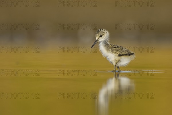 Black-winged Stilt (Himantopus himantopus) chick foraging, North Rhine-Westphalia, Germany