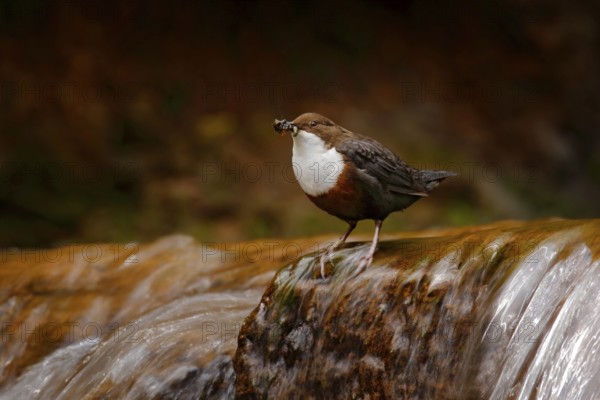 White-throated Dipper, Cinclus cinclus, brown bird with white throat in the river, waterfall in the background, animal behavior in the nature habitat, with food in the bill, nesting time, wildlife Germany