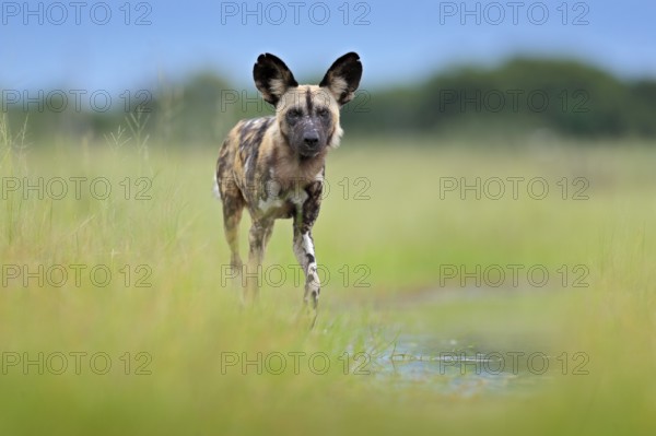 African wild dog, walking in the green grass, Okacango deta, Botswana, Africa. Dangerous spotted animal with big ears. Hunting painted dog on African safari. Wildlife scene from nature