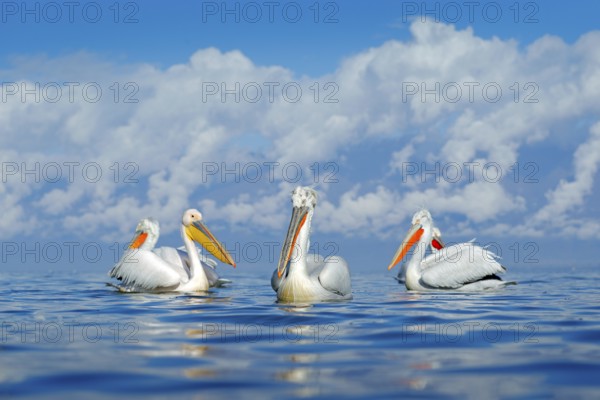 Bird in the water. Dalmatian pelican, Pelecanus crispus, landing in Lake Kerkini, Greece. Pelican with open wings. Wildlife scene from European nature