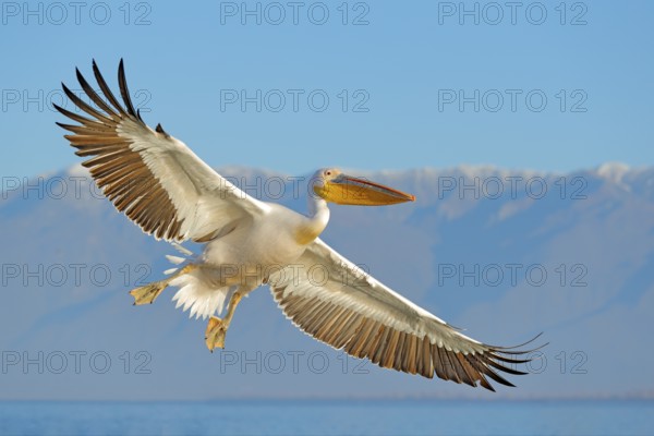 White pelican, Pelecanus onocrotalus, landing in Lake Kerkini, Greece. Pelican with open wings. Wildlife scene from European nature. Bird in the water