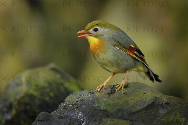 Red-billed leiothrix, Leiothrix lutea, rare bird from southern China and the Himalayas. Cute animal in green vegetation. Animal sitting on the branch. Wildlife scene from nature