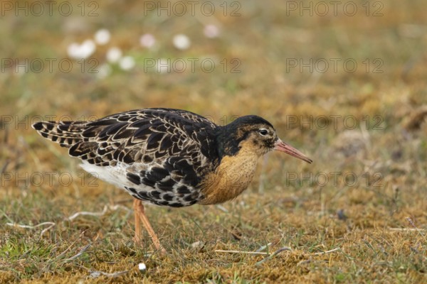 Ruff (Calidris pugnax) male, Oeland, Sweden