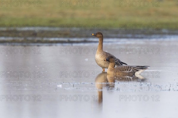 Taiga Bean Goose (Anser fabalis), North Rhine-Westphalia, Germany