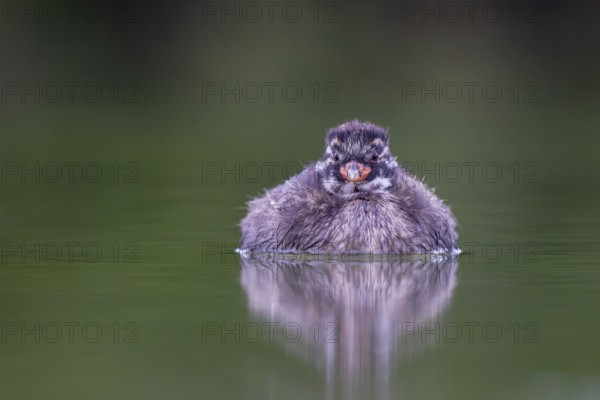 Little Grebe (Tachybaptus ruficollis) chick, North Rhine-Westphalia, Germany