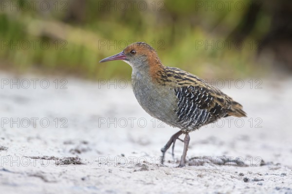 Lewin's Rail (Lewinia pectoralis) male, Victoria, Australia