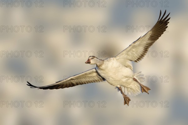 Snow Goose (Anser caerulescens) flying, New Mexico, USA