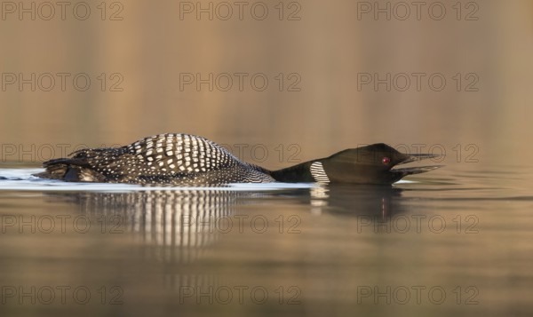 Great Northern Loon (Gavia immer) in threatening posture on lake, British Columbia, Canada