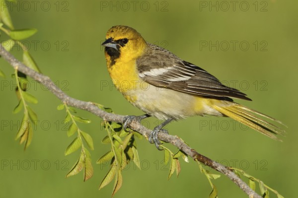 Bullock's Oriole (Icterus bullockii), Arizona, USA