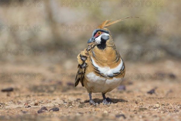 Spinifex Pigeon (Geophaps plumifera) perched on the ground, Queensland, Australia