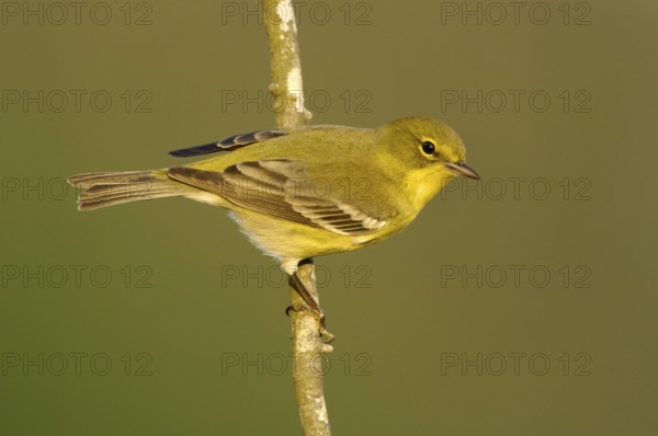 Pine Warbler (Setophaga pinus), Texas, USA