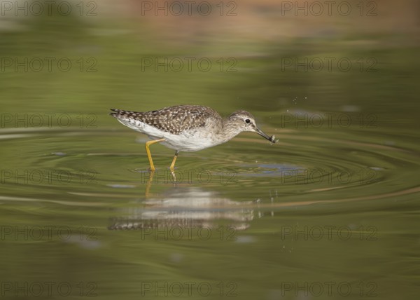 Wood Sandpiper (Tringa glareola) with little fish in its beak, Gambia