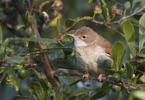Common Whitethroat (Sylvia communis), Mecklenburg-Western Pomerania, Germany