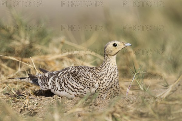 Chestnut-bellied Sandgrouse (Pterocles exustus) female, Oman