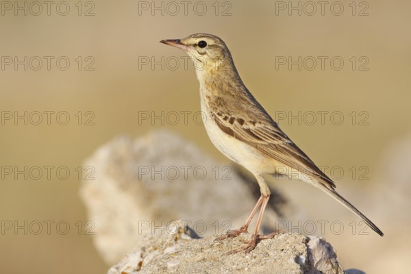 Tawny Pipit (Anthus campestris), Croatia