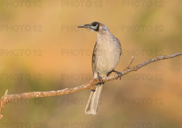 Little Friarbird (Philemon citreogularis), New South Wales, Australia
