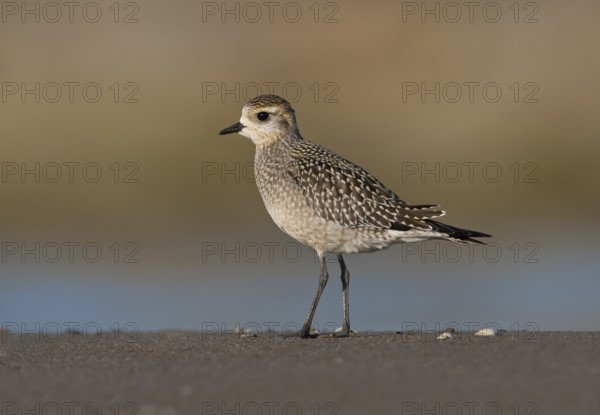 American Golden Plover (Pluvialis dominica), Ohio, USA
