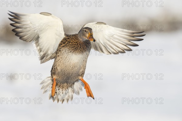 Mallard (Anas platyrhynchos) female landing, Lower Saxony, Germany