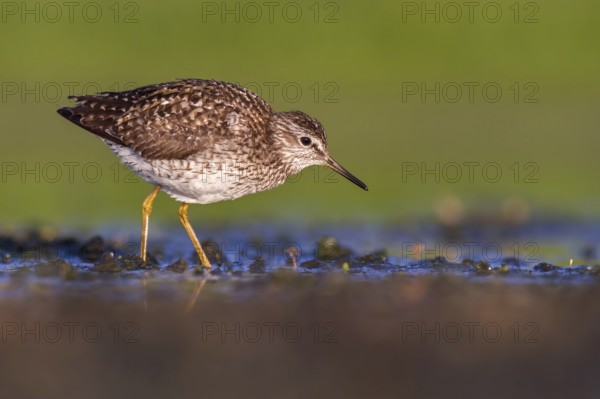 Wood Sandpiper (Tringa glareola) foraging, Poland