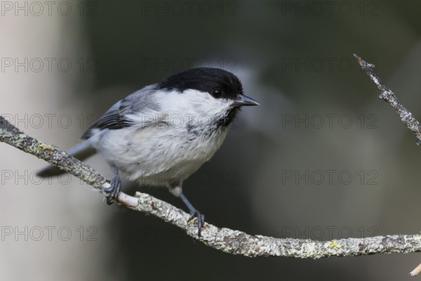 Willow Tit - Weidenmeise - Poecile montanus ssp. uralensis, Russia (Ural)